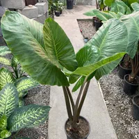 گیاه بابا ادم