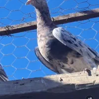 کوهی سرول نامور|پرنده|شراء, |دیوار