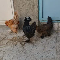 مرغ و خروس سلطان اصیل ، دان بوقلمون و جوجه و..|حیوانات مزرعه|کرمانشاه, |دیوار