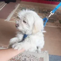 سگ پا کوتاه