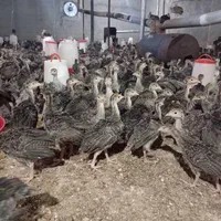 جوجه بوقلمون برنز و بیوتی|حیوانات مزرعه|اصفهان, کشاورزی|دیوار