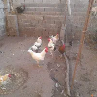 بوقلمون و مرغ و خروس و جوجه گلپایگان|حیوانات مزرعه|فرح آباد, |دیوار