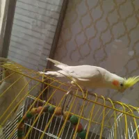 یک جفت عروس هلندی  لوتینو بالغ