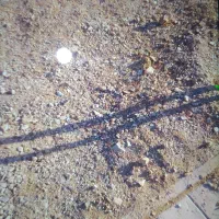 گل طبیعی و مصنوعی