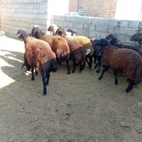 11بره نر|حیوانات مزرعه|تربت جام, جلگه موسی آباد|دیوار