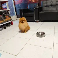 سگ پامرانین خرسی بوفیس|سگ|تهران, صادقیه|دیوار