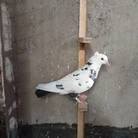 دم سیاه کاکلی