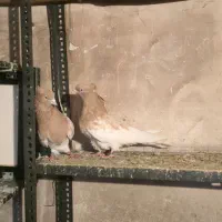 سالم|پرنده|کشاورز, |دیوار