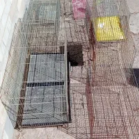 قفس پرنده