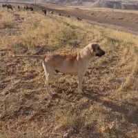 سگ ماده رایگان