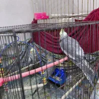 عروس هلندی|پرنده|قم, سید معصوم|دیوار