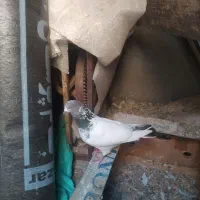 سپه|پرنده|اردبیل, |دیوار