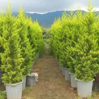 ۲۰۰ عدد لاوسون سطل زباله و جعبه ۴۰