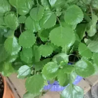 اکیب چهار نفره  پذیرایی از تمام مراسمات خانوادگی