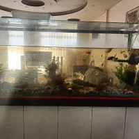 اکواریوم با ماهی و تجهیزات حرفه ای