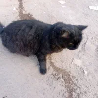 واگذاری گربه پرشین|گربه|زنجان, |دیوار