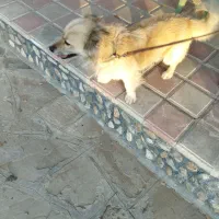 حیوانات|سگ|سنندج, |دیوار