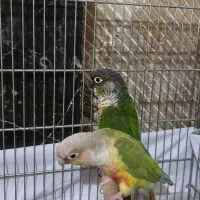 طوطی گرینچیک مولد و قفس ۴خان|پرنده|ری, سیزده آبان|دیوار