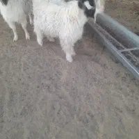 بزغاله نر چاق|حیوانات مزرعه|زاهدان, |دیوار