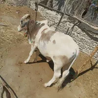 گاو نر دو ساله|حیوانات مزرعه|قصرقند, |دیوار