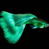 ماهی اکواریوم