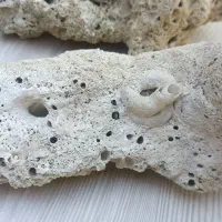 سنگ فسیلی قدیمی و مرجان