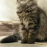 واگذاری گربه بریتیش