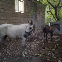 مایون وکره اسب