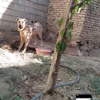 توله سرابی ماده 13ماهه|سگ|شیراز, سینما سعدی|دیوار