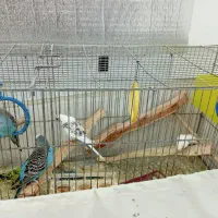 مرغ عشق سالم و سرحال
