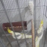 جفت عروس هلندی دوکت با ۳تا جوجه|پرنده|کارون, |دیوار