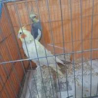 عروس هلندی بالغ اماده جفت گیری کرده