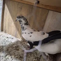 کبوتر فروشی