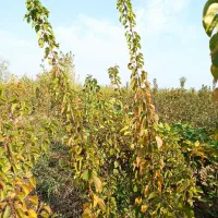 نهال حراج|گل و گیاه طبیعی|خان ببین, |دیوار