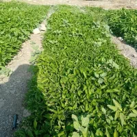 فلفل دلمه ای 7141