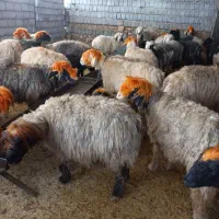 ۳۶راس میش ابستن و ۱ راس قوچ