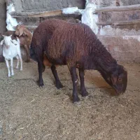 بره نر بذری