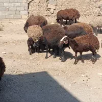 میش غزل|حیوانات مزرعه|قره چای, |دیوار