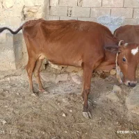 گاو دورگ آمریکایی با گوساله ماده