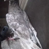 کبوتر|پرنده|مشهد, مشکینی (شهرک غرب)|دیوار