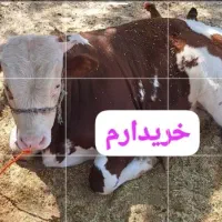 خریدار . گاو گوساله