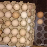 تخم مرغ محلی گلپایگان