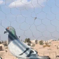 تعداد آلمانی و کرمانی|پرنده|بیرجند, |دیوار