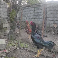 خروس لاری اصیل مشکی|حیوانات مزرعه|کلارآباد, |دیوار