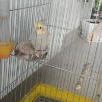 عروس هلندی|پرنده|کبودرآهنگ, |دیوار