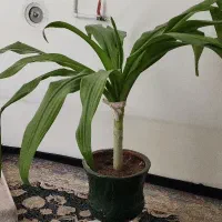 گل ذرتی