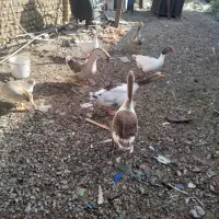 ۵ عدد غاز بالغ تخم گذار