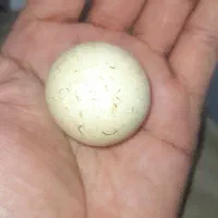 سنگ الماس آسیاب یا مروارید غار بروجردی|کلکسیون اشیاء عتیقه|بندر گناوه, |دیوار