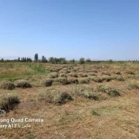 یونجه امسالی|لوازم جانبی حیوانات|تسوج, |دیوار