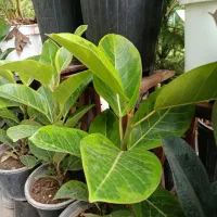 گل پالیز|گل و گیاه طبیعی|شیراز, رکنآباد|دیوار